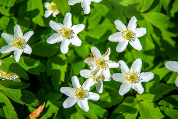 White snowdrops on a forest glade © licvin