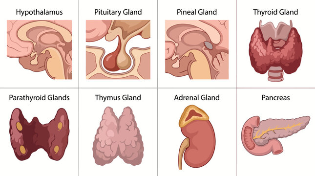 Medical anatomy vector asset showing the human endocrine system glands including hypothalamus, pituitary, pineal, thyroid, parathyroid, thymus, adrenal, and pancreas.