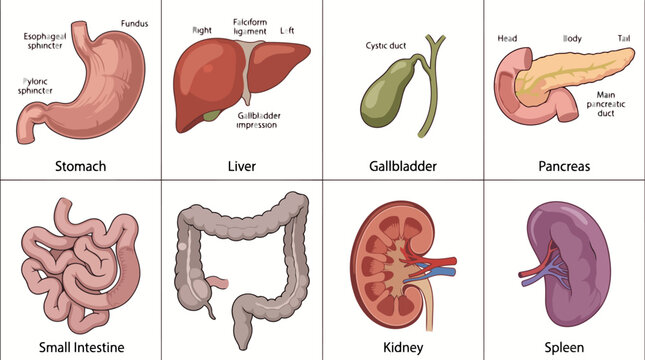 Detailed Vector Illustration of Human Abdominal Anatomy Featuring Stomach Liver Gallbladder Pancreas Small Intestine Large Intestine Kidney and Spleen Diagram
