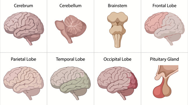 Vector medical brain structures illustration showing cerebrum, cerebellum, brainstem, frontal lobe, parietal lobe, temporal lobe, occipital lobe, and pituitary gland.