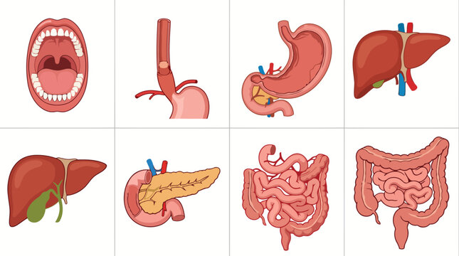 Comprehensive Vector Illustration Set of Human Digestive System Organs Including Mouth Stomach Liver Gallbladder Pancreas and Intestines for Medical Education