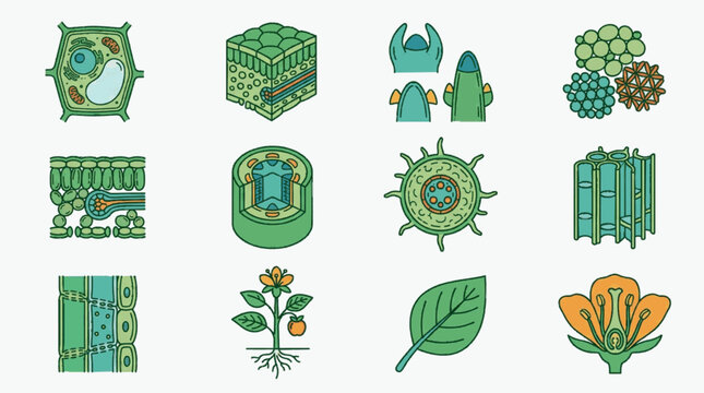 Scientific botanical icons set featuring plant cell anatomy, leaf cross-sections, vascular tissue structure, flower reproduction parts, and physiological plant growth diagrams in vector format.