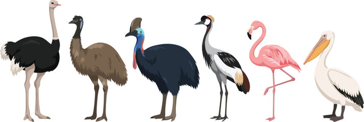 Fototapeta premium A collection of various exotic birds including ostriches emus and flamingos.