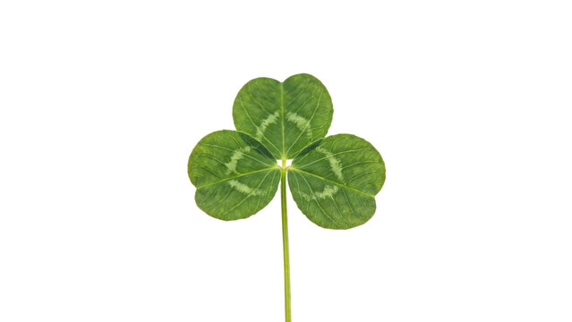 A single green three leaf clover plant with distinct white pattern markings on each leaf segment isolated on a transparent background