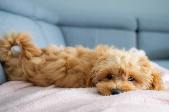 Maltipoo puppy lying on the couch at home.