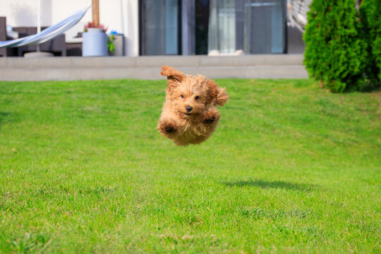 Maltipoo puppy running in the summer garden.