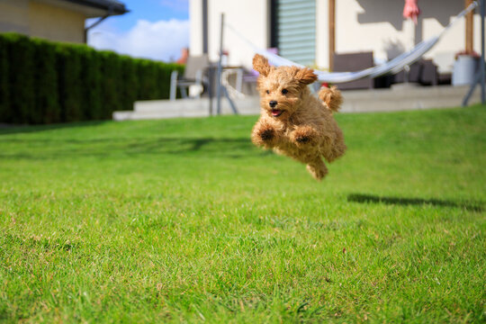 Maltipoo puppy running in the summer garden.