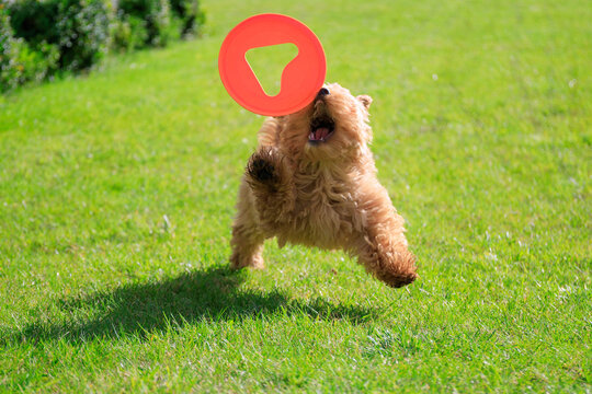 Maltipoo puppy running in the summer garden.