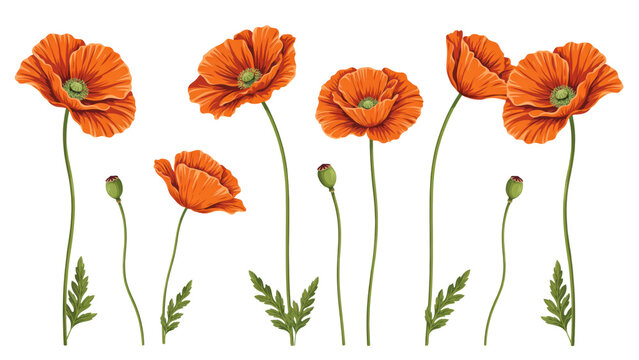 A collection of vibrant orange poppy flowers with green stems and buds arranged in a horizontal row isolated on a transparent background
