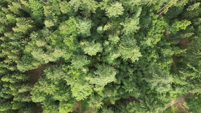 A tranquil aerial drone view captures the lush green forest canopy in Bavaria, Germany. Sunlight filters through the dense trees, highlighting a winding dirt path below.