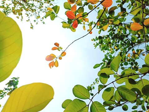 Beneath the forest canopy, tropical trees are sprouting tender shoots of magnificent colors.