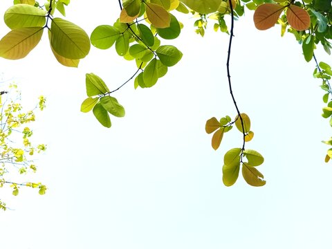 Beneath the forest canopy, tropical trees are sprouting tender shoots of magnificent colors.