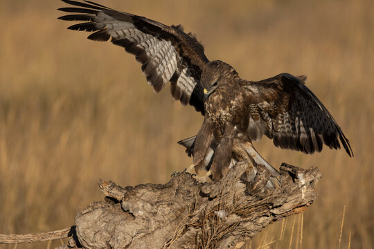Common buzzard flying within its territory in a Mediterranean forest at first light on a summer day