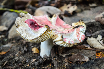 Mushrooms that grow naturally in the forest. © MAY10SAT