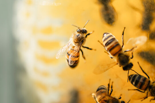 Macro of a honey bee working on a golden honeycomb in an apiary