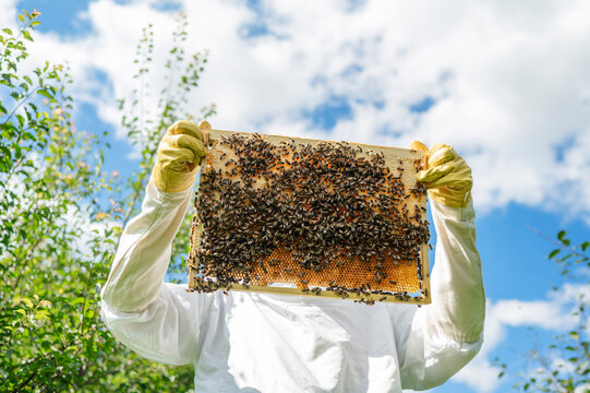 Beekeeper holds a honeycomb frame with bees outdoors in summer