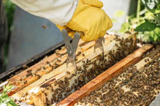 Beekeeper lifts a wooden frame from the hive