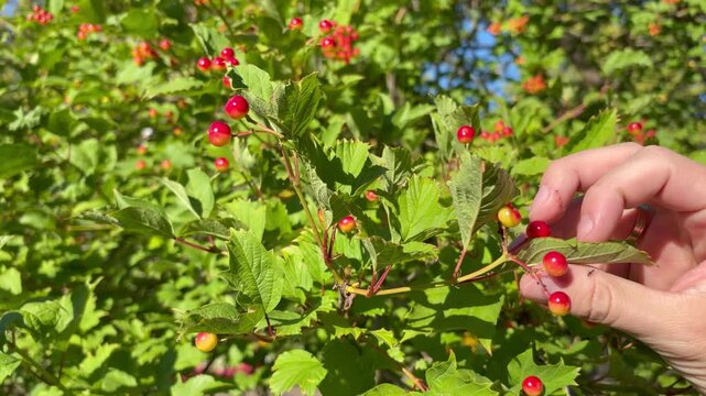 Close-up of a hand touching red berries on a green bush in the sun. Nature and gardening
