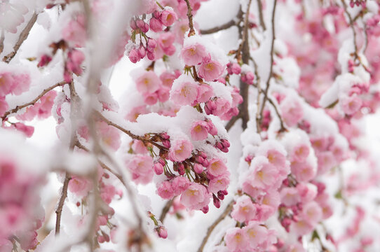 Germany, Munich, Snow covered cherry blossom, close up