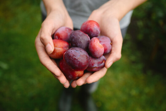 Male hands hold fresh ripe plums in the summer garden