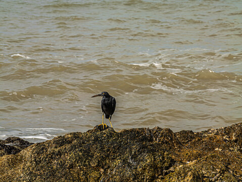 Pacific Reef Heron (Egretta Sacra)