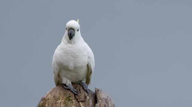 Sulphur-crested Cockatoo Perched on a Tree Stump in Australia