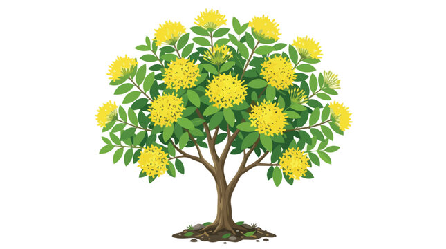 Flowering Xanthostemon Tree Illustration Featuring Bright Yellow Blossom Clusters and Detailed Green Foliage