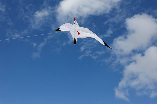 Seagull kite flying in the blue sky over Romo Denmark