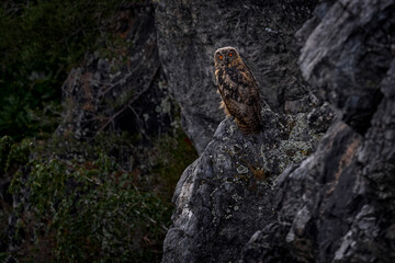 Fototapeta premium 11 week old Eurasian eagle-owl chicks, remnants of down feathers on the head. . Owl nest on rock ledge. Wildlife scene from wild nature. Two young chick in rock with green moss. Czech Republic.