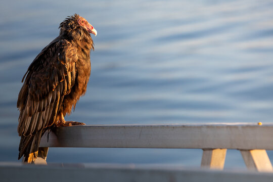A turkey vulture (Cathartes aura). Early Morning.