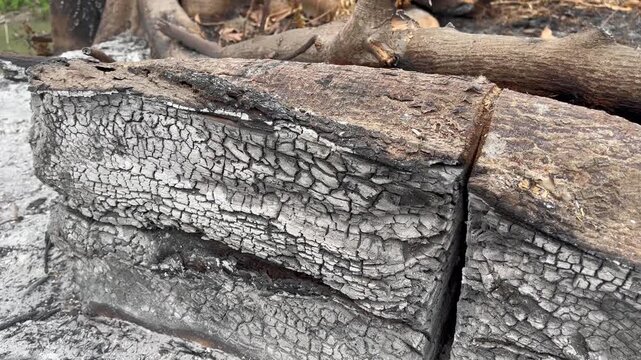 Charred tree log with cracked burnt bark texture