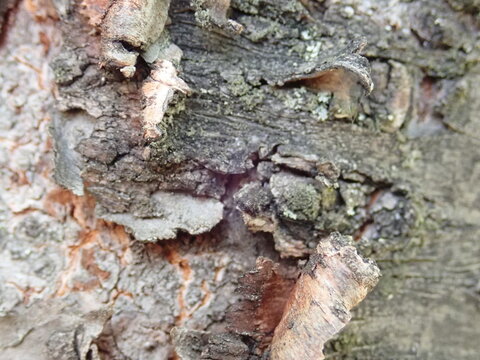 detail od a wood skin of an old tree