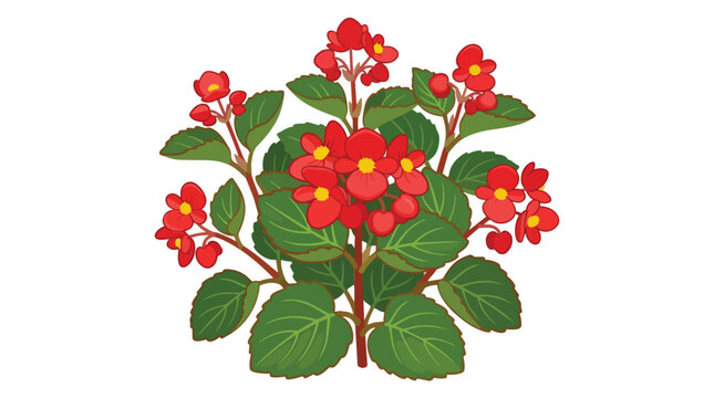 Beautiful Red Wax Begonia Plant with Vibrant Green Leaves and Yellow Centers Isolated on White Background Illustration