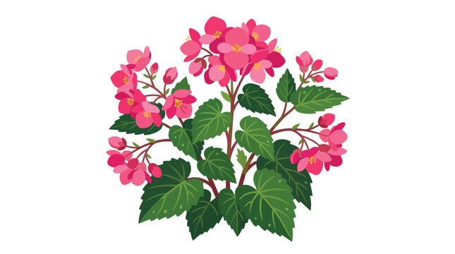 Blooming Pink Begonia Bush with Vibrant Green Foliage and Delicate Petals Isolated on Plain White Background