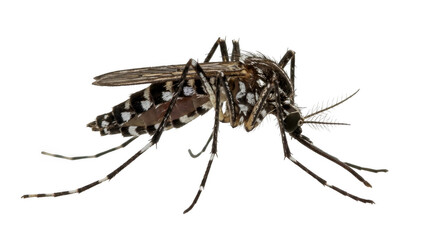 A detailed close up of a single mosquito insect isolated on transparent background © Designer