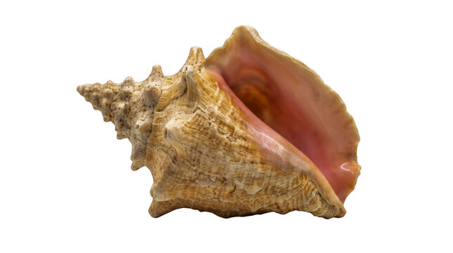 A single beautiful pink conch shell found on the beach isolated on transparent background