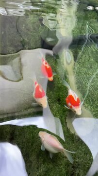 Tamasaba Goldfish Swimming with Colorful Red Fish Clear Pond Water Above Green Plants, Reflective Koi Aquatic Scene with Rippling Water and Sky Rescue