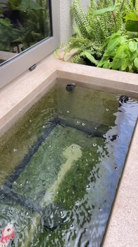 Tamasaba Goldfish Swimming Indoor Pond Water Garden with Lush Ferns, Tropical Plants, Gentle Ripples, Sunlit Reflections, and Tranquil Natural Scene