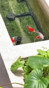 Japanese tamasaba goldfish swim with playful energy in clear backyard stone pond featuring green moss, koi fish, serene peaceful calming nature