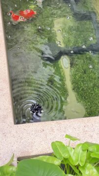 Tamasaba Goldfish Koi Fish Swim in Clear Pond Water Above Green Aquatic Plant with Orange White Colors and Gentle Ripples in Tranquil Garden Scene