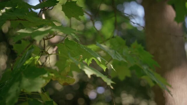 Green maple leaves swaying gently on tree branch in park with blurred bokeh background. Footage suitable for environmental projects, wellness content or ecotherapy videos