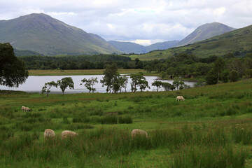 Obraz premium Landscape photo with a view of a lake Loch Awe, mountains and a meadow with sheep grazing against a cloudy sky in Scottish Highlands, United Kingdom