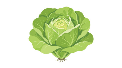 Obraz premium Fresh Organic Green Cabbage Head Isolated on White Background for Healthy Eating and Vegetarian Nutrition Concept