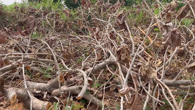 Piled Cut Tree Branches And Dry Twigs In Forest