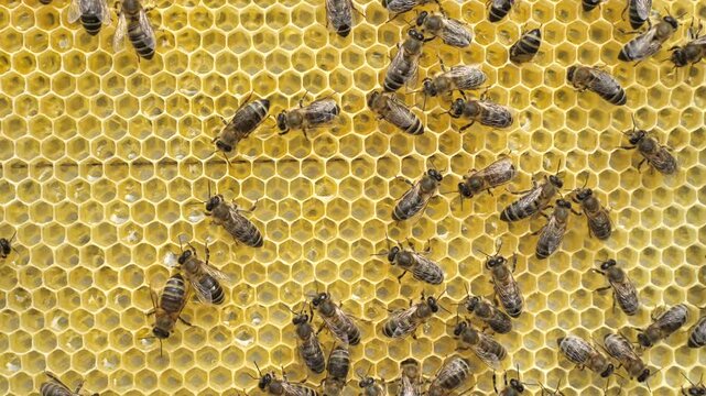 Conversion nectar into honey. 
Bees have different functions. Now they transform nectar into honey. 

