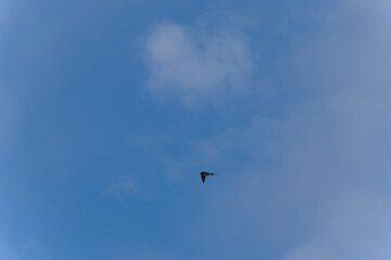 Fototapeta premium Swallow bird flying at Pointe du Hoc on a sunny summer day. Photo taken July 16th, 2026, Pointe du Hoc, Normandie, France.