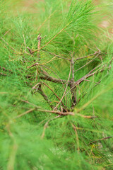 Soft green coniferous needles and thin brown branches captured with a shallow depth of field. © FdaxssPhotos