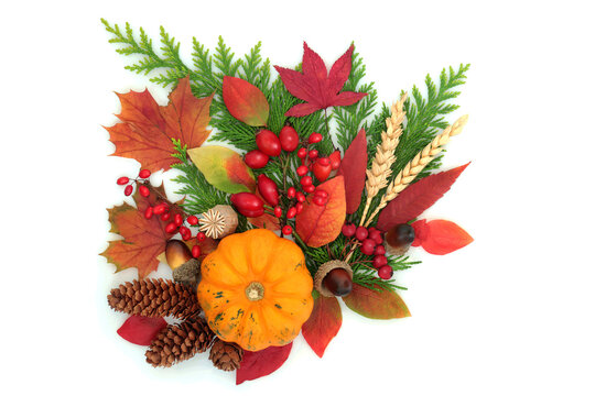 Halloween and vivid Autumn nature colorful flora on white background. Pumpkin, red berry fruit, maple, blueberry, cedar, leaves, nuts, seeds.