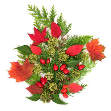Beautiful vivid Autumn season nature arrangement with red leaves, berries, ivy, cedar on white background. Harvest festival design, greeting card.