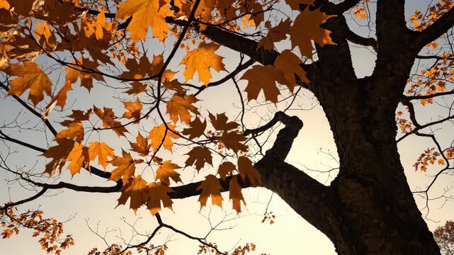 Low angle view beneath a rugged deciduous trunk, glowing copper lobed leaves tracing dark branching silhouettes against pale evening sky in a warm autumn canopy shaped by gentle seasonal light